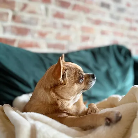 Pod Izerskim Niebem - Kameralny Z Balia, W Sasiedztwie Swieradowa-zdroju Casa de Férias