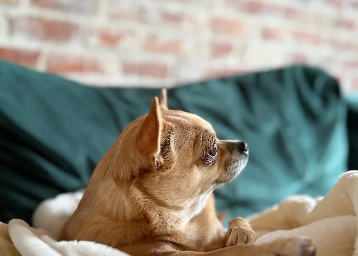 Pod Izerskim Niebem - Kameralny Z Balia, W Sasiedztwie Swieradowa-zdroju Holiday home